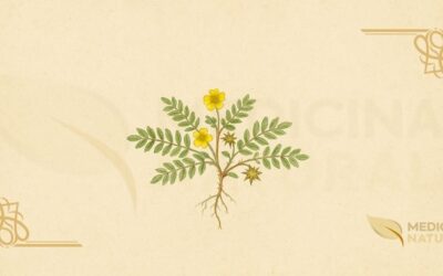 Tribulus terrestris: Benefícios e Testosterona – Guia