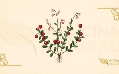 Cranberry Medicinal: Guia Completo da Vaccinium macrocarpon