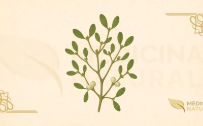 Viscum album: Guia Completo sobre o Visco-Branco