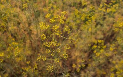 Anethum graveolens – ENDRO