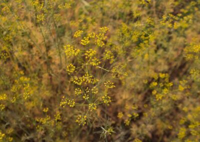 Endro - Anethum graveolens