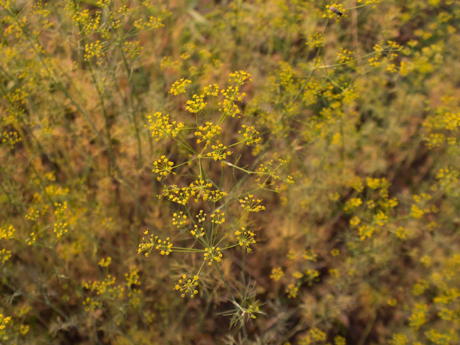 Endro - Anethum graveolens