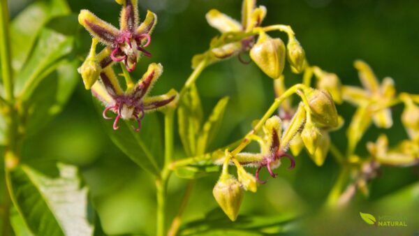 Epimedium