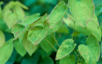 Epimedium: saiba para que serve a icariin