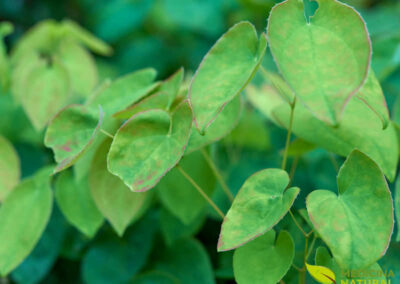 Epimedium sagittatum