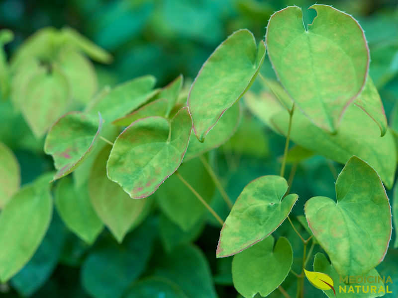 Epimedium sagittatum