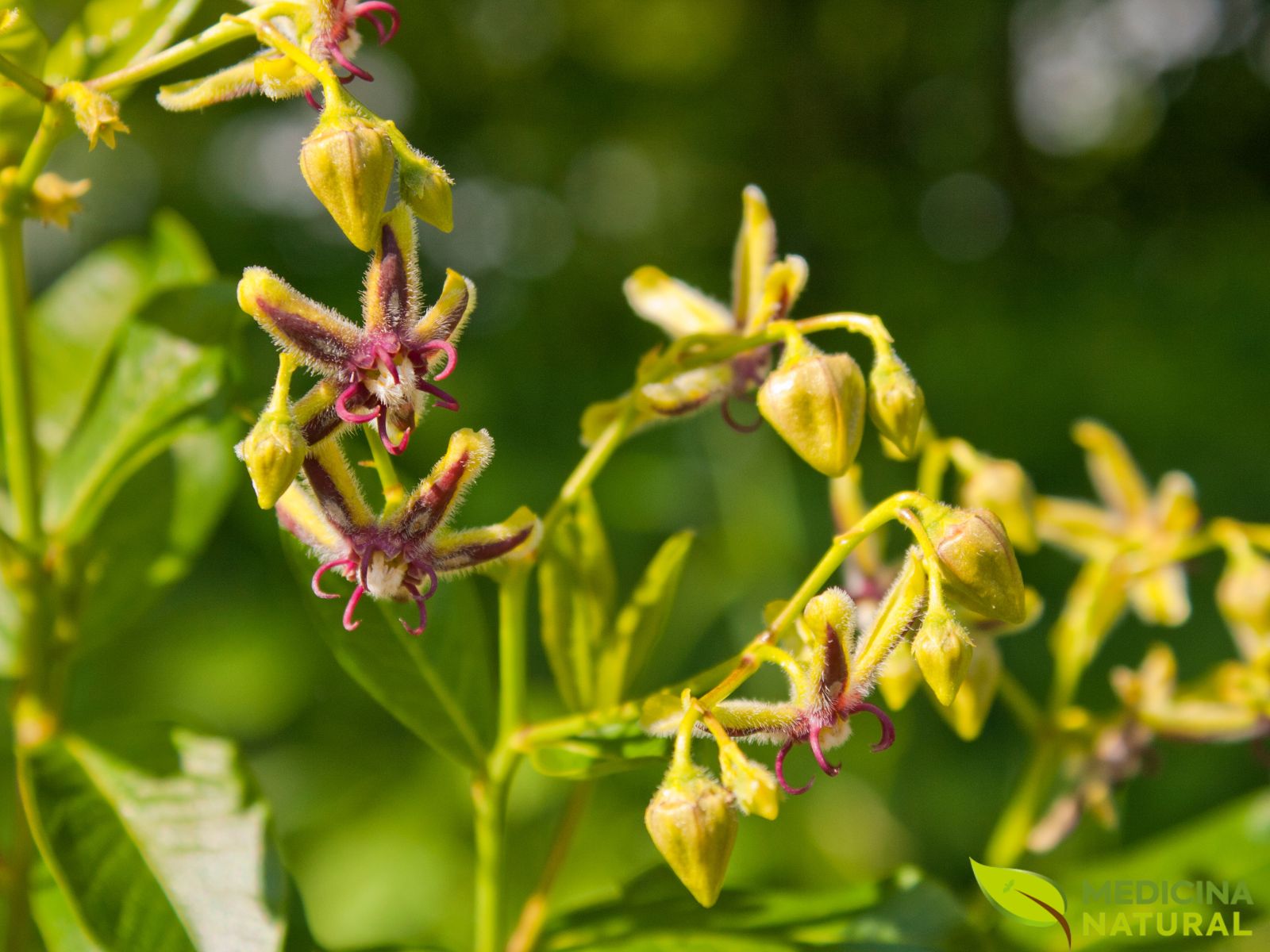 Epimedium