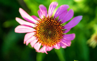 Equinácea: saiba para que serve a flor