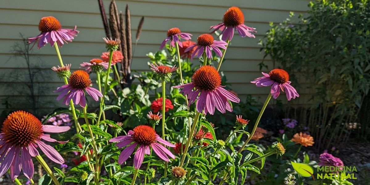 A RENISUS incluiu a equinácea por sua capacidade de reduzir duração e gravidade de infecções respiratórias. No SUS, representa estratégia preventiva de baixo custo para resfriados, diminuindo afastamentos do trabalho e sobrecarga nas unidades de saúde durante surtos sazonais.