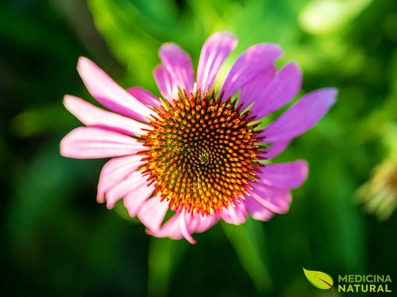 Equinácea - Echinacea purpurea