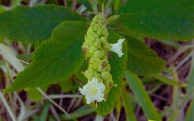 Cordia verbenacea – ERVA-BALEEIRA; MARIA-MILAGROSA
