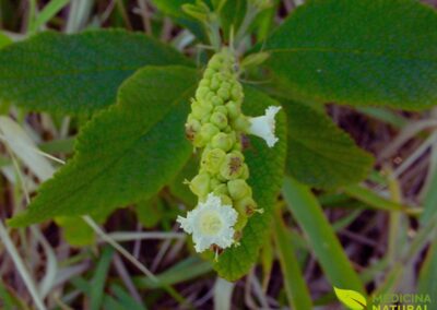 Erva-baleeira - Cordia verbenacea