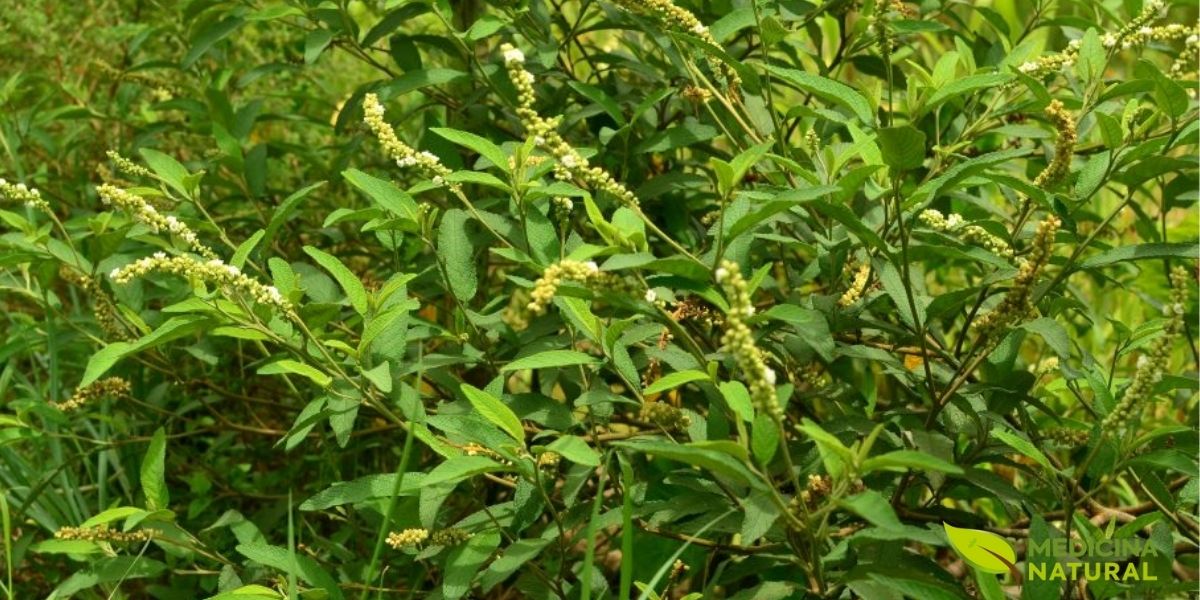 A erva-baleeira representa o maior sucesso da fitoterapia brasileira na RENISUS. O Acheflan, primeiro fitoterápico 100% nacional com patente internacional, é disponibilizado pelo SUS para dores musculares e articulares, substituindo anti-inflamatórios sintéticos com igual eficácia.