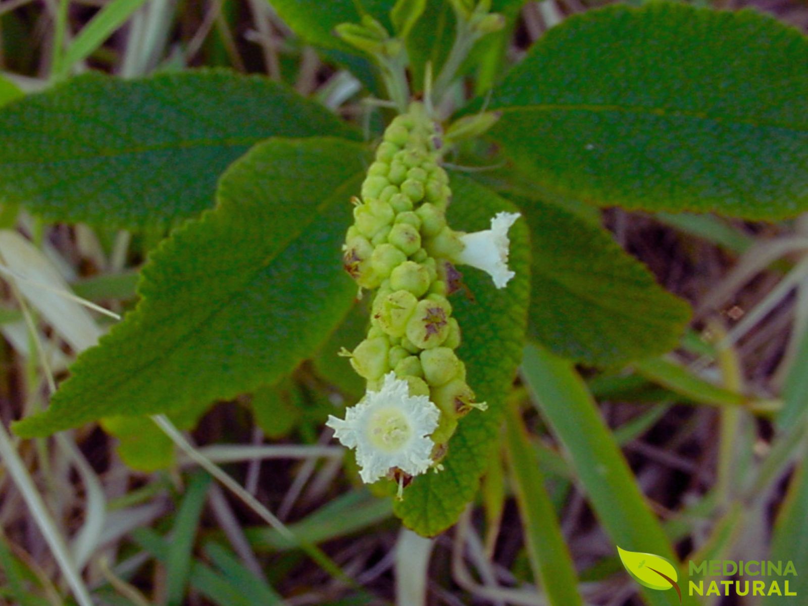 Erva-baleeira - Cordia verbenacea