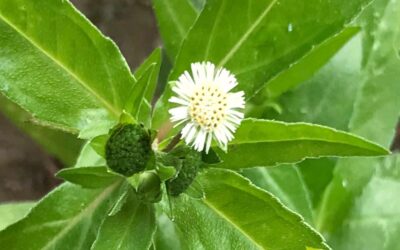 Eclipta alba (AGRIÃO-DO-BREJO; ERVA-BOTÃO)