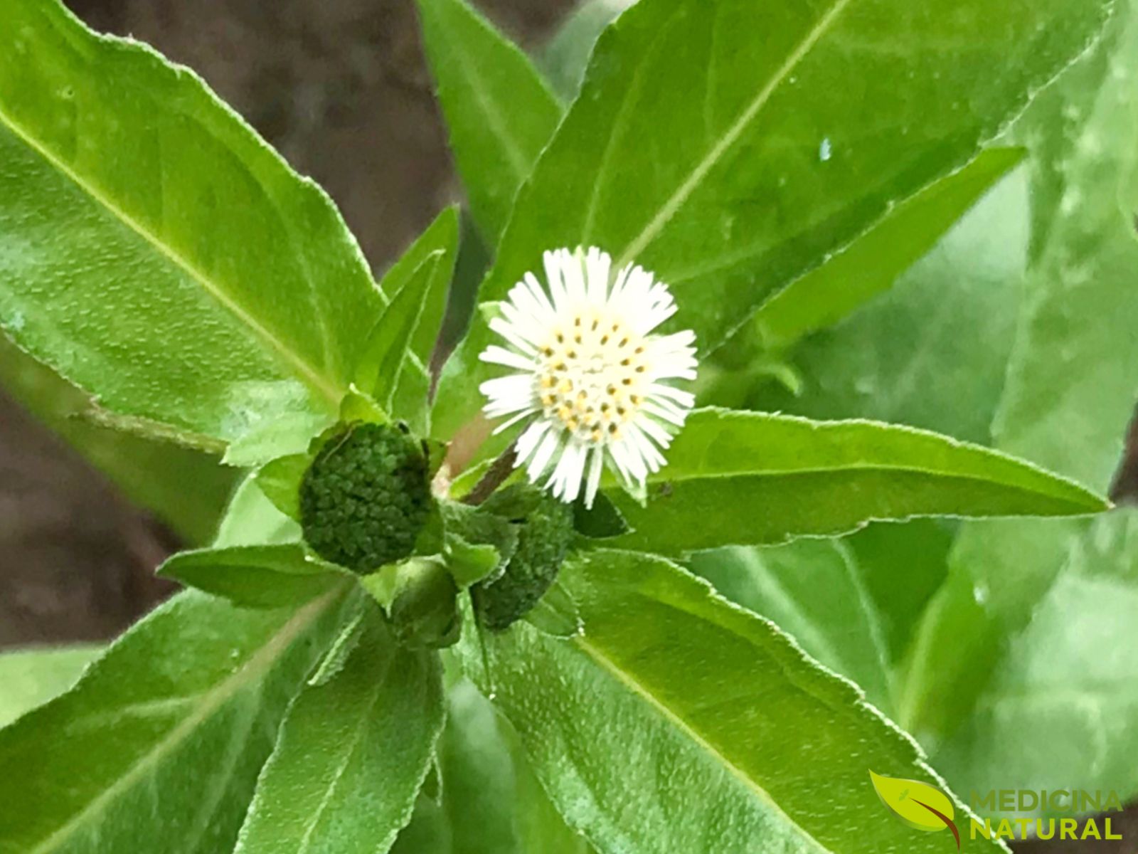 Erva-botão – Eclipta alba / Eclipta prostata Erva-botão - Eclipta alba / Eclipta prostata