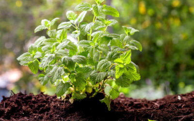 Erva-cidreira: saiba para que serve o chá