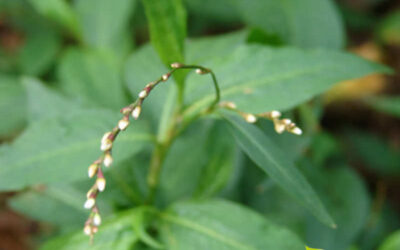 Erva-de-bicho: saiba para que serve o chá