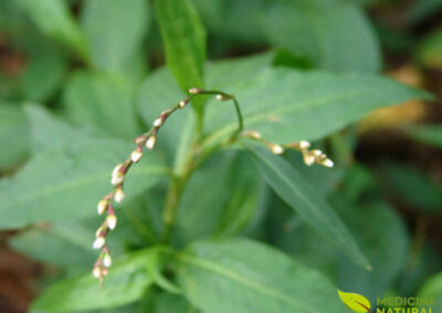 Erva-de-bicho - Polygonum acre