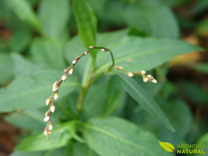 Erva-de-bicho - Polygonum acre