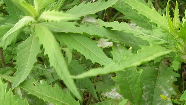 Erva-de-Santa-Maria - Chenopodium ambrosioides
