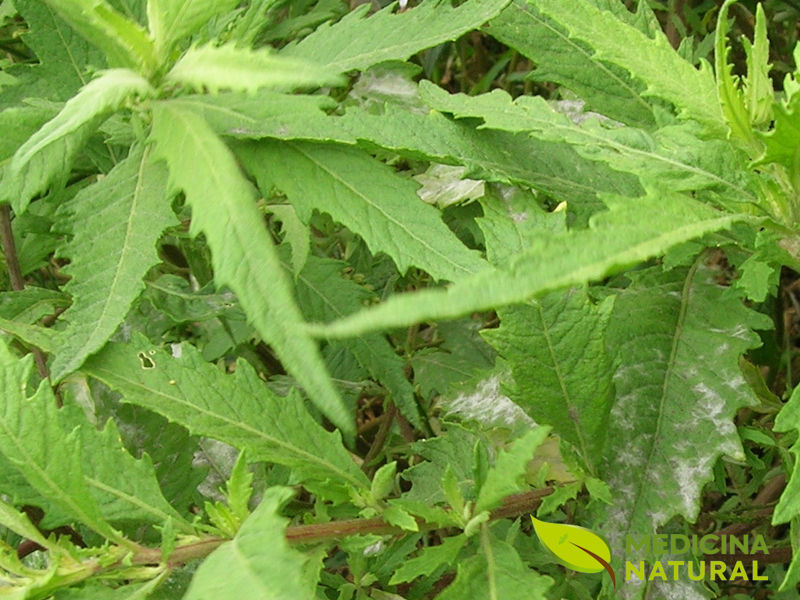 Erva-de-Santa-Maria - Chenopodium ambrosioides