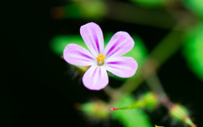 Erva-de-São-Roberto: saiba para que serve