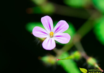 Erva-de-São-Roberto - Geranium robertianum