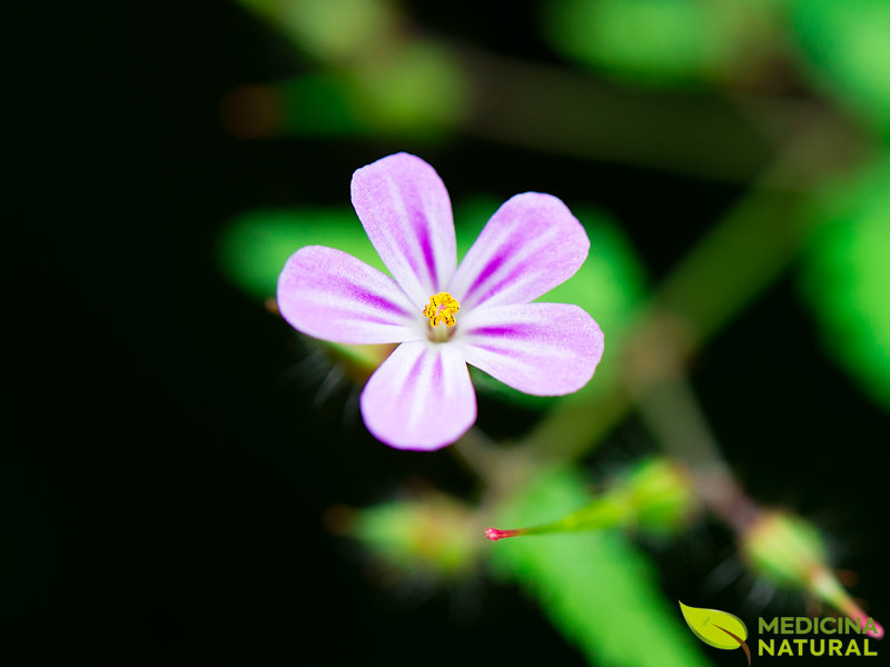 Erva-de-São-Roberto - Geranium robertianum