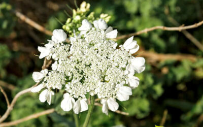 Erva-doce: saiba para que serve o chá