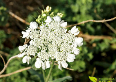 Erva-doce - Pimpinella anisum