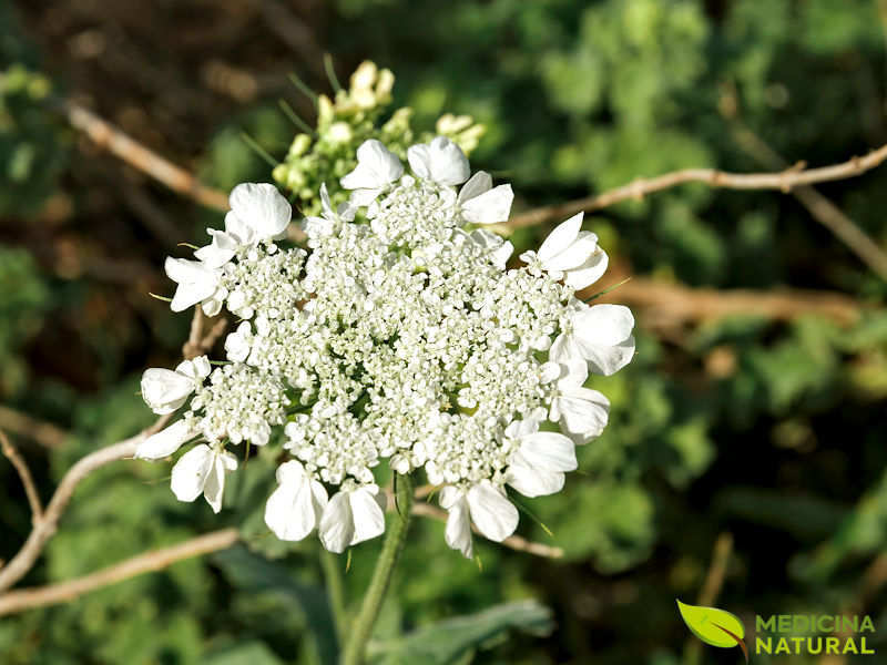 Erva-doce - Pimpinella anisum