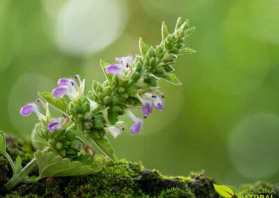 Erva-dos-gatos - Nepeta cataria