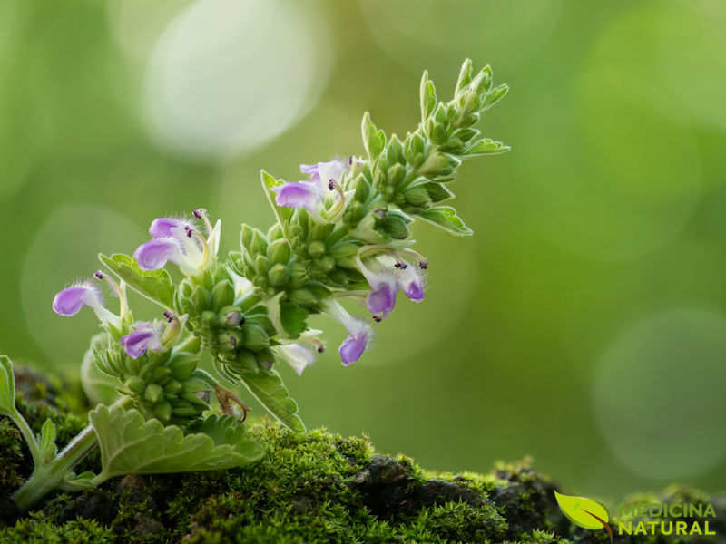 Erva-dos-gatos - Nepeta cataria