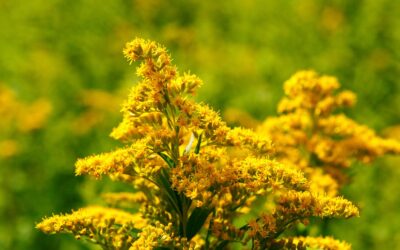 Solidago virgaurea – ERVA-DOURADA