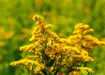 Erva-dourada - vara-de-ouro - Solidago virgaurea