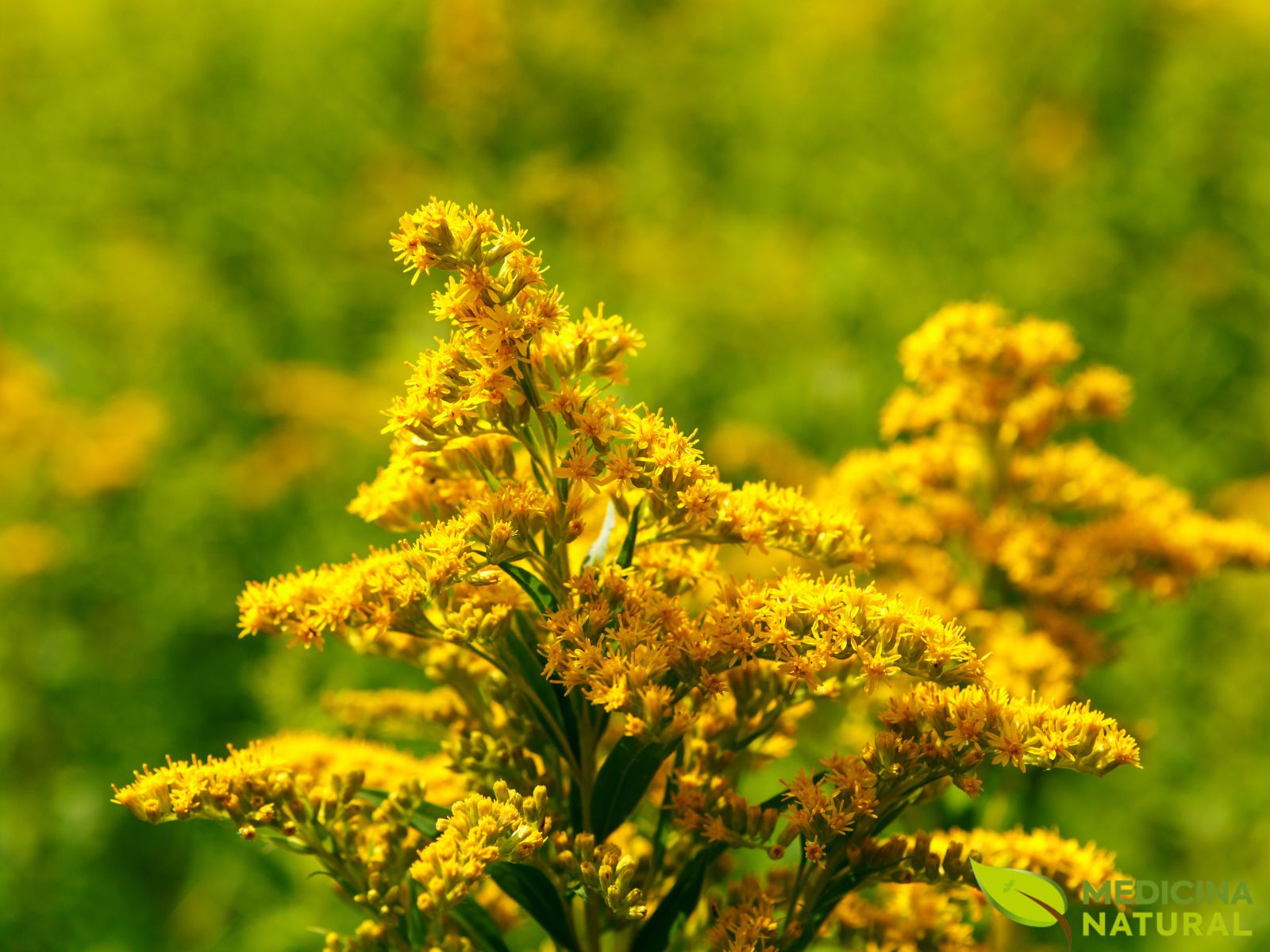 Erva-dourada – vara-de-ouro – Solidago virgaurea Erva-dourada - vara-de-ouro - Solidago virgaurea