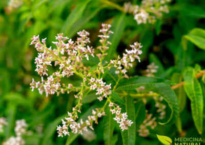 Erva-Luísa - Aloysia citrodora