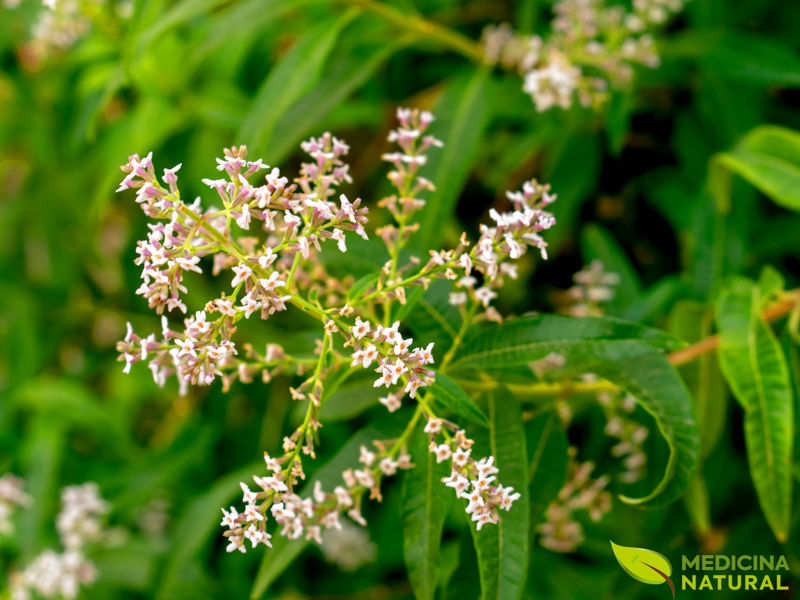 Erva-Luísa - Aloysia citrodora