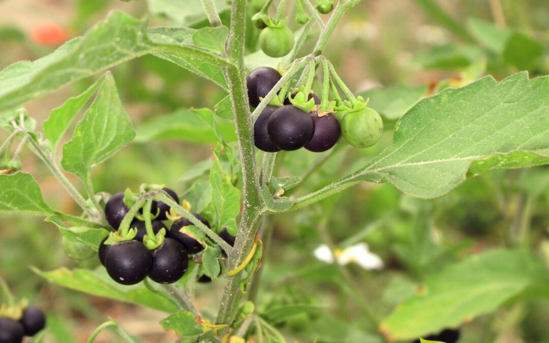 Solanum nigrum – ERVA-MOURA; MARIA-PRETINHA; MORELHA-NEGRA