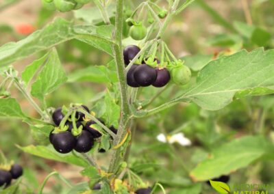 Solanum nigrum - ERVA-MOURA; MARIA-PRETINHA