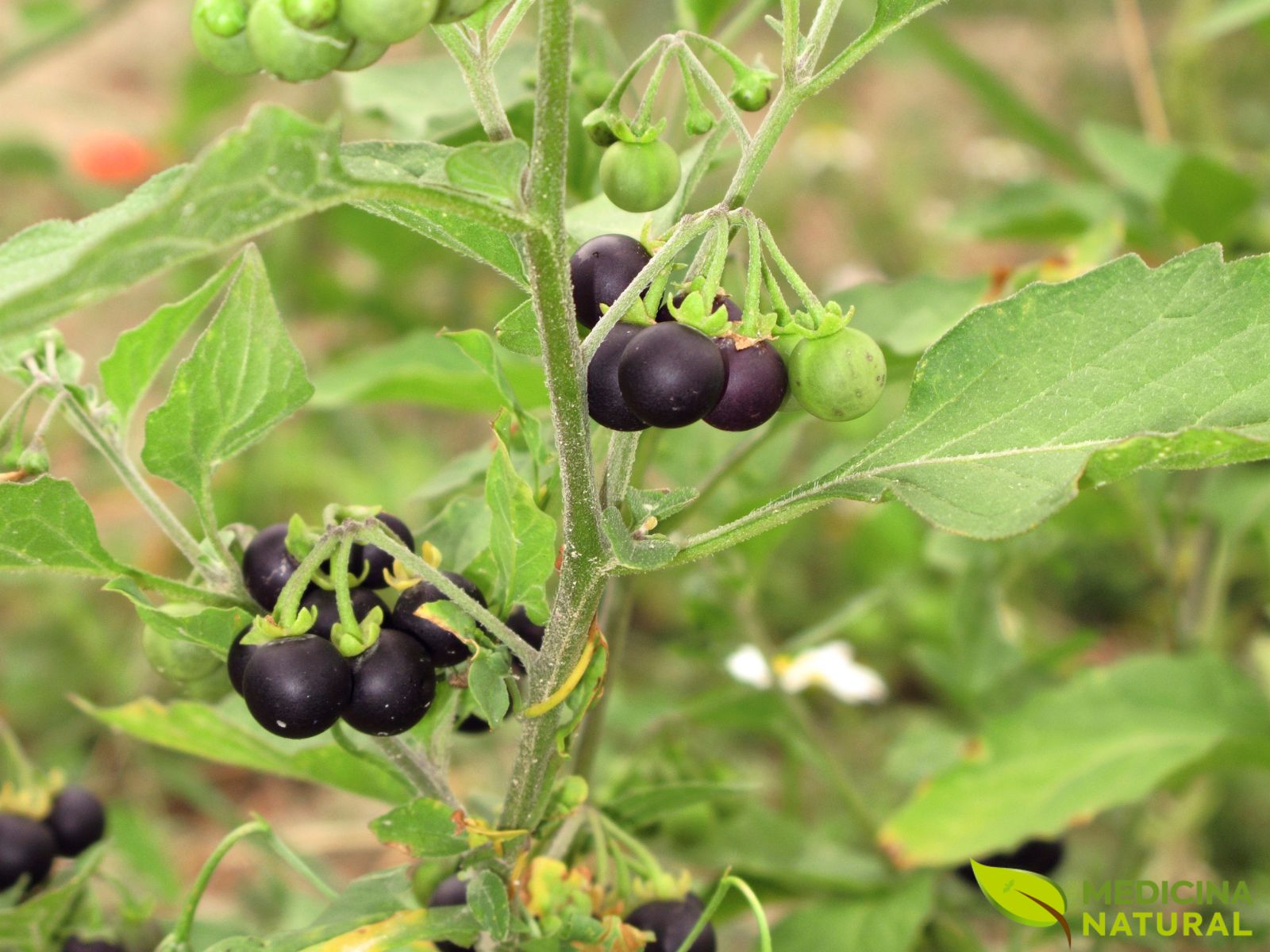 Solanum nigrum - ERVA-MOURA; MARIA-PRETINHA
