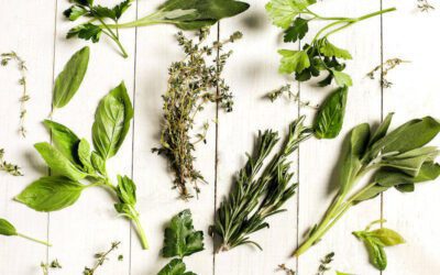 Veja como usar ervas e plantas medicinais