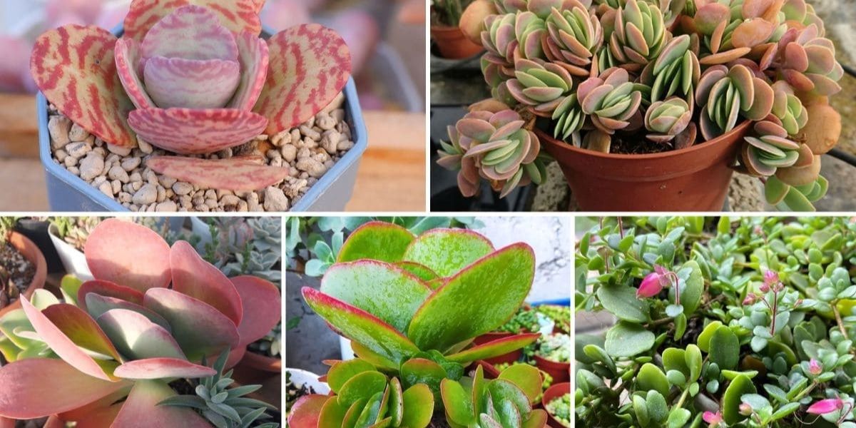 Coleção de diferentes espécies de Kalanchoe cultivadas em vasos. Embora existam mais de 125 espécies de Kalanchoe, a Kalanchoe pinnata (folha-da-fortuna) é a mais utilizada medicinalmente. Outras espécies medicinais incluem K. daigremontiana, K. gastonis-bonnieri e K. crenata, cada uma com propriedades terapêuticas específicas.