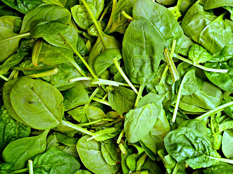 Espinafre - Spinach oleracea