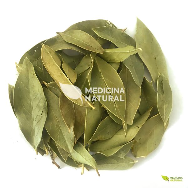 Chá de Espinheira Santa - Maytenus ilicifolia