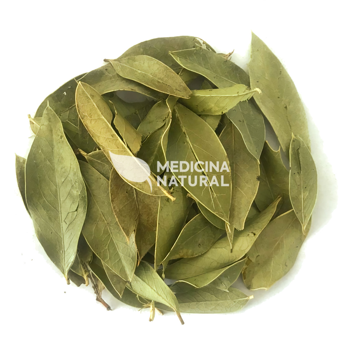 Chá de Espinheira Santa - Maytenus ilicifolia