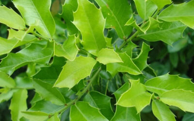 Espinheira-santa: saiba para que serve