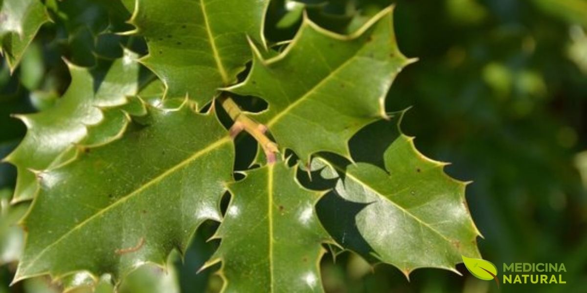 Incluída na RENISUS como gastroprotetor natural, a espinheira-santa é a alternativa fitoterápica do SUS aos inibidores de bomba de prótons. Trata gastrites e úlceras com eficácia comprovada, reduzindo custos e efeitos colaterais do uso prolongado de omeprazol.