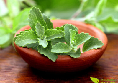 Estévia (Stevia rebaudiana)